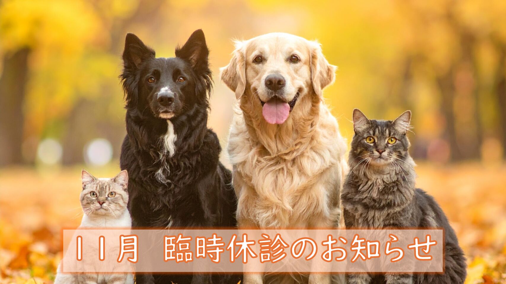 １１月臨時休診のお知らせ
